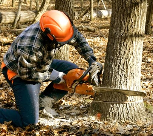 Arborist assessing tree health in Texas